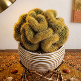 Golden Brain Cactus Trees in 3.5" Inch Pots for Planting | Rare & Unique Live Cactus Plants | Suitable for Indoor & Office Displays