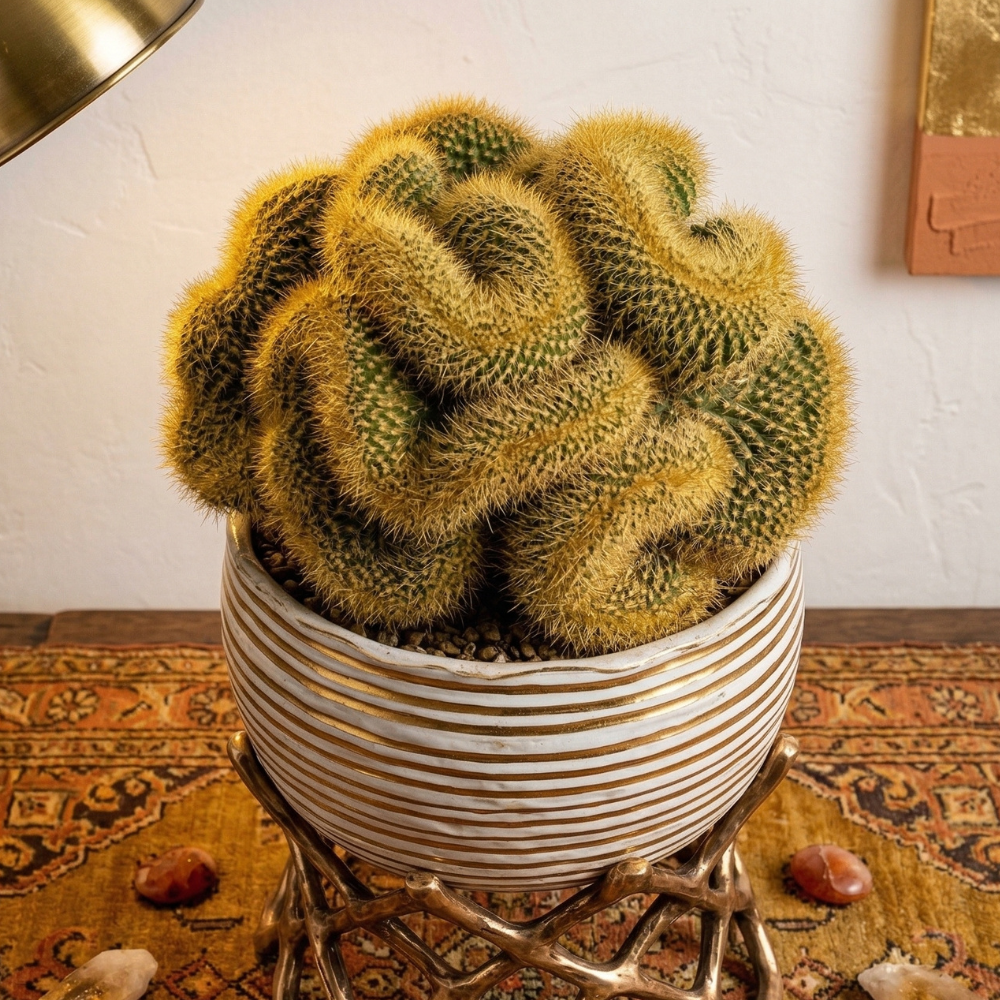 Golden Brain Cactus Trees in 3.5" Inch Pots for Planting | Rare & Unique Live Cactus Plants | Suitable for Indoor & Office Displays