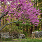 Eastern Redbud Tree Live Plant, 12-18 Inch Tall in Quart Pot, Cercis Canadensis Tree, Fast-Growing Spring-Blooming Ornamental Redbud, Low-Maintenance Starter Tree for Home Gardens