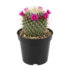 Live Cactus Plant Un Pico (Mammillaria Spinosissima), 4" Pot, Low Maintenance Rare Cactus, Drought Tolerant Houseplant for Indoor Décor, Windowsills & Succulent Collections