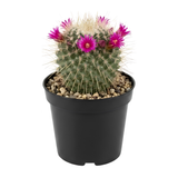 Live Cactus Plant Un Pico (Mammillaria Spinosissima), 4" Pot, Low Maintenance Rare Cactus, Drought Tolerant Houseplant for Indoor Décor, Windowsills & Succulent Collections