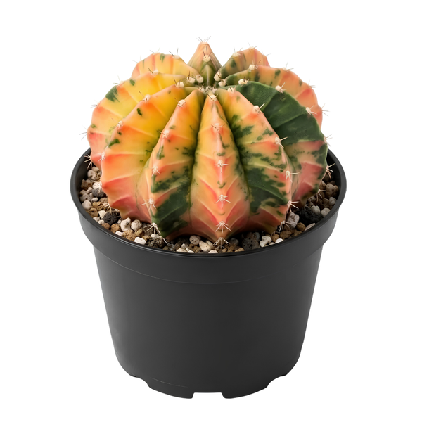 Live Cactus Plant, 4" Pot, Variegated Gymnocalycium Cactus, Robust Colorful Succulent, Sturdy Round Growth for Desks, Easy to Care Décor