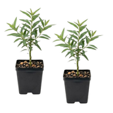 2 Large Lemon Eucalyptus Plant Live, Fast Growing & Sun-Loving Live Eucalyptus Tree Plants for Patio, Porch and Deck