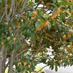 2 Persimmon Tree Live Plants in Quart Pot | Cold-Hardy North American Native Fruit Tree | Ready to Plant Tree for Backyard and Landscape