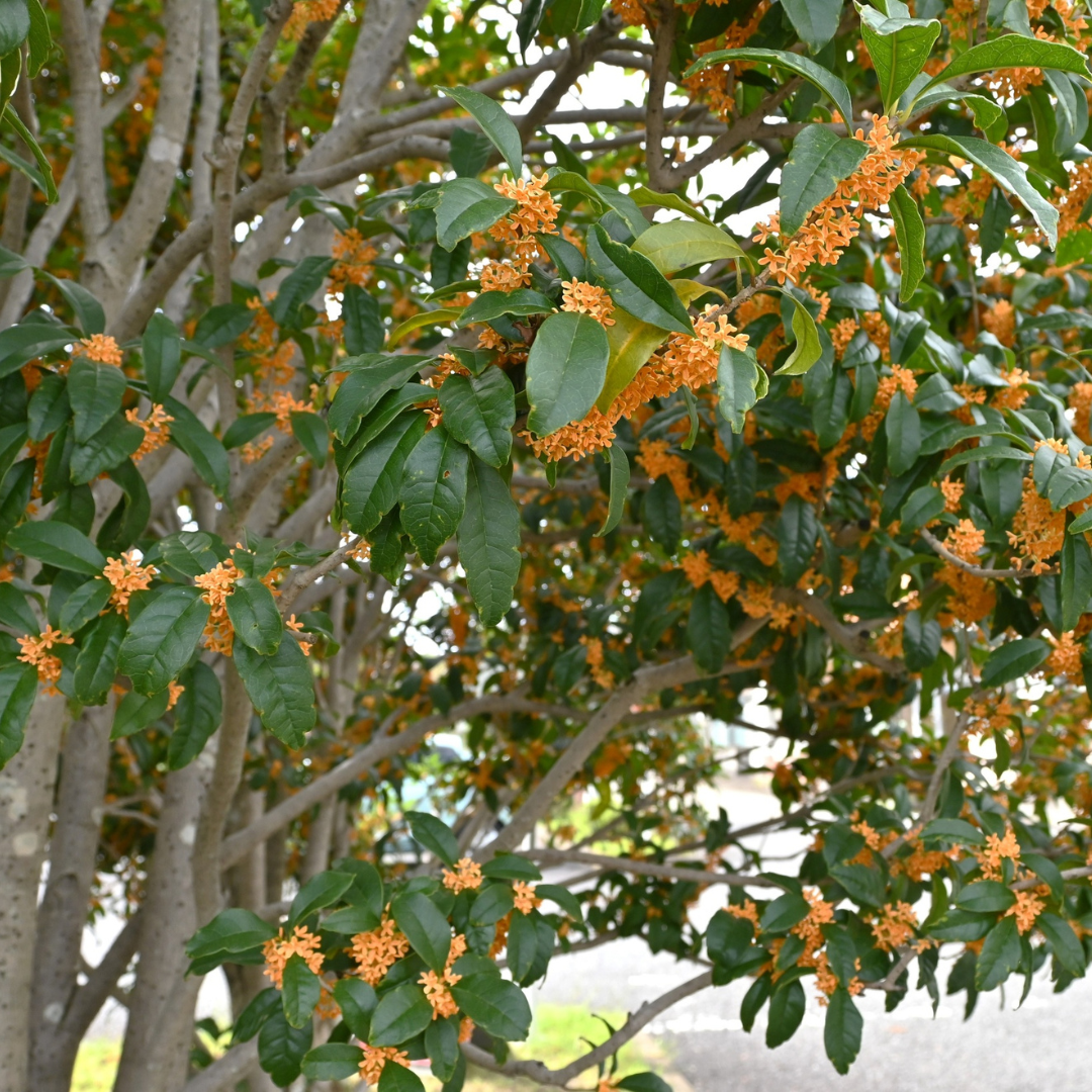 2 Persimmon Tree Live Plants in Quart Pot | Cold-Hardy North American Native Fruit Tree | Ready to Plant Tree for Backyard and Landscape