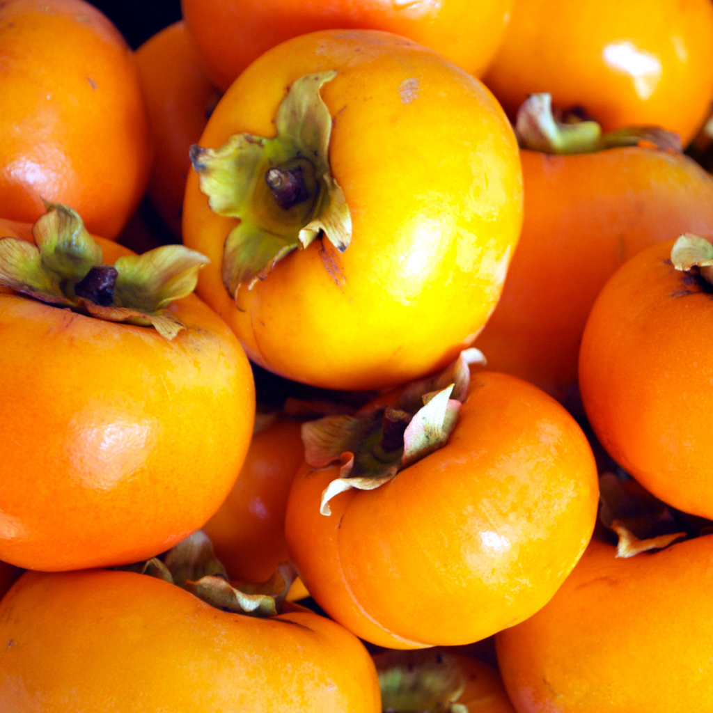Persimmon Tree Live Plant | 4-Inch Pot | Low Maintenance Deciduous Flowering Tree | Robust Established Plant for Home Garden