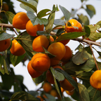 2 Persimmon Tree Live Plant | 4-Inch Pot | Low Maintenance Deciduous Flowering Tree | Robust Established Plant for Home Garden