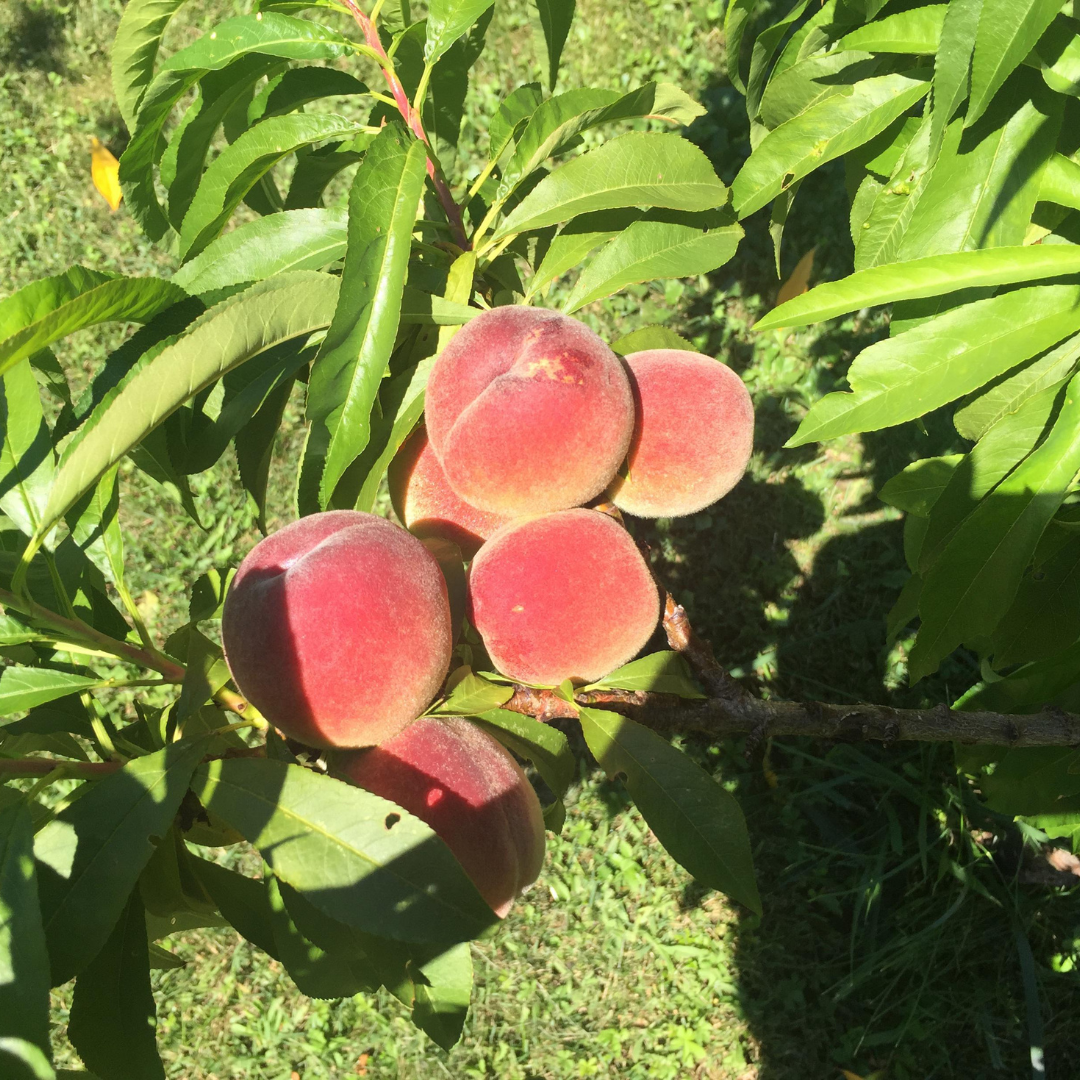 No Ship to CA, HI, AK, Peach Trees Live Plants - Peppermint Peach Tree in 2-3 Ft Tall in Pot | Hardy Sweet Flat Peach Fruit Tree, Ready to Bear Fruits