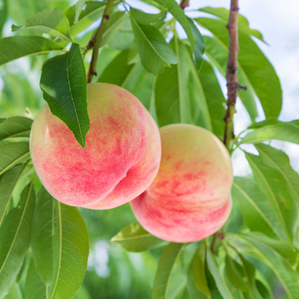 No Ship to CA, HI, AK, Peach Trees Live Plants - Peppermint Peach Tree in 2-3 Ft Tall in Pot | Hardy Sweet Flat Peach Fruit Tree, Ready to Bear Fruits