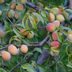 No Ship to CA, HI, AK, Peach Trees Live Plants - Peppermint Peach Tree in 2-3 Ft Tall in Pot | Hardy Sweet Flat Peach Fruit Tree, Ready to Bear Fruits