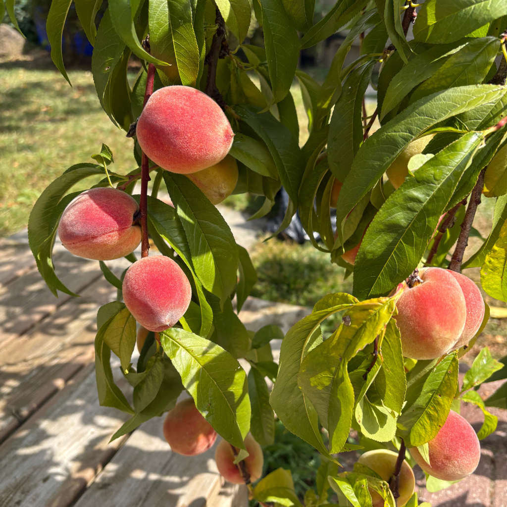 No Ship to CA, HI, AK, Peach Trees Live Plants - Tropical Beauty Peach Tree in 2-3 Ft Tall in 3 Gallon Pot | Hardy Sweet Flat Peach Fruit Tree, Ready to Bear Fruits