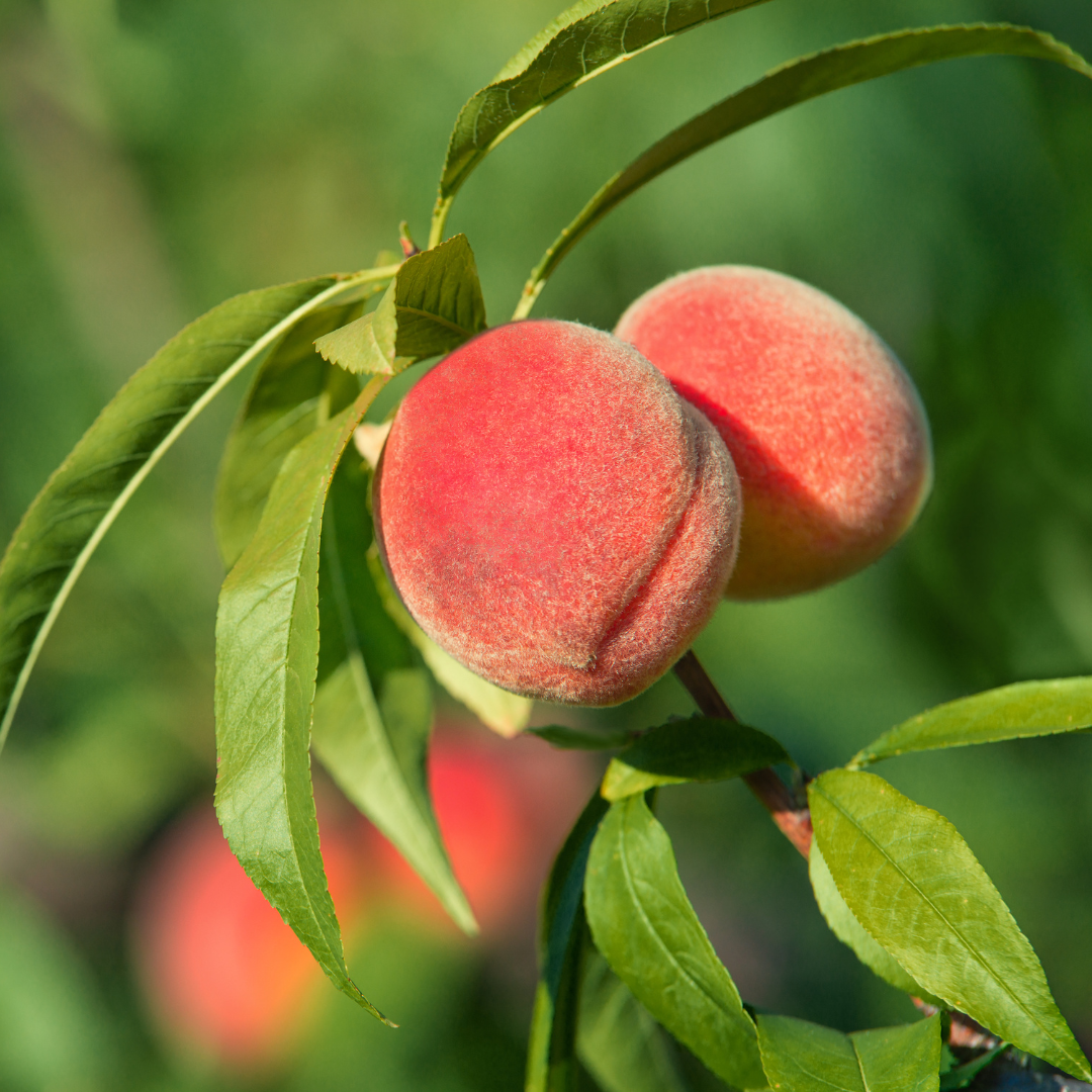 No Ship to CA, HI, AK, Peach Trees Live Plants - Peppermint Peach Tree in 2-3 Ft Tall in Pot | Hardy Sweet Flat Peach Fruit Tree, Ready to Bear Fruits