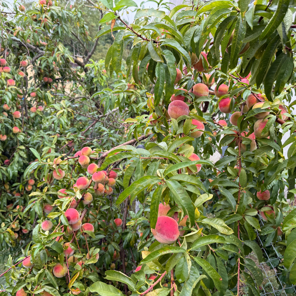 No Ship to CA, HI, AK, Peach Trees Live Plants - Peppermint Peach | Large Live Seedling Plant 30-36 Inches in 3 Gallon Pot | Hardy Sweet Flat Peach Fruit Tree, Ready to Bear Fruits