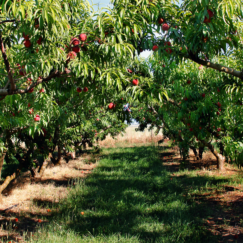 No Ship to CA, HI, AK, Peach Trees Live Plants - Peppermint Peach Tree in 2-3 Ft Tall in Pot | Hardy Sweet Flat Peach Fruit Tree, Ready to Bear Fruits