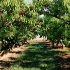 No Ship to CA, HI, AK, Peach Trees Live Plants - Peppermint Peach Tree in 2-3 Ft Tall in Pot | Hardy Sweet Flat Peach Fruit Tree, Ready to Bear Fruits