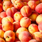 No Ship to CA, HI, AK, Peach Trees Live Plants - Tropical Beauty Peach | Large Live Seedling Plant 30-36 Inches in 3 Gallon Pot | Hardy Sweet Flat Peach Fruit Tree, Ready to Bear Fruits