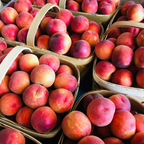 No Ship to CA, HI, AK, Peach Trees Live Plants - Peppermint Peach | Large Live Seedling Plant 30-36 Inches in 3 Gallon Pot | Hardy Sweet Flat Peach Fruit Tree, Ready to Bear Fruits