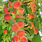 No Ship to CA, HI, AK, Peppermin Peach Fruit Tree Live Plant | 30-36 Inches Tall in 3 Gallon Pot | Sweet Yellow Red Peaches | Easy to Grow