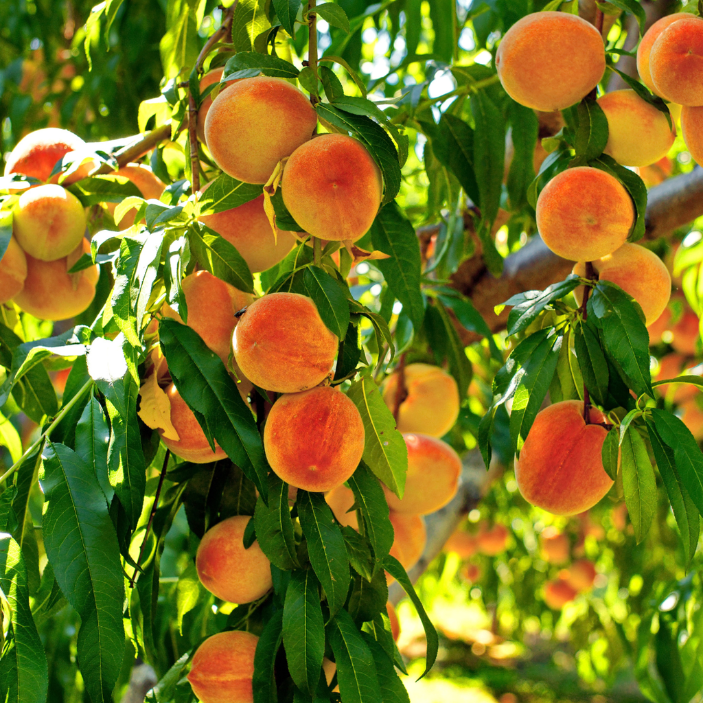 No Ship to CA, HI, AK, Peppermin Peach Fruit Tree Live Plant | 30-36 Inches Tall in 3 Gallon Pot | Sweet Yellow Red Peaches | Easy to Grow