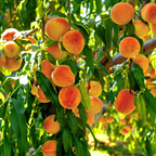 No Ship to CA, HI, AK, Peppermin Peach Fruit Tree Live Plant | 30-36 Inches Tall in 3 Gallon Pot | Sweet Yellow Red Peaches | Easy to Grow