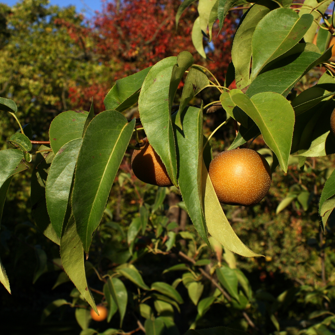 (No Ship to CA, HI, AK) Korean Giant Asian Pear Tree Live Plant in 3 Gallon Pot | 30-36 Inches Tall | Sweet Juicy Fruit for Cooking Juicing & Home Gardening