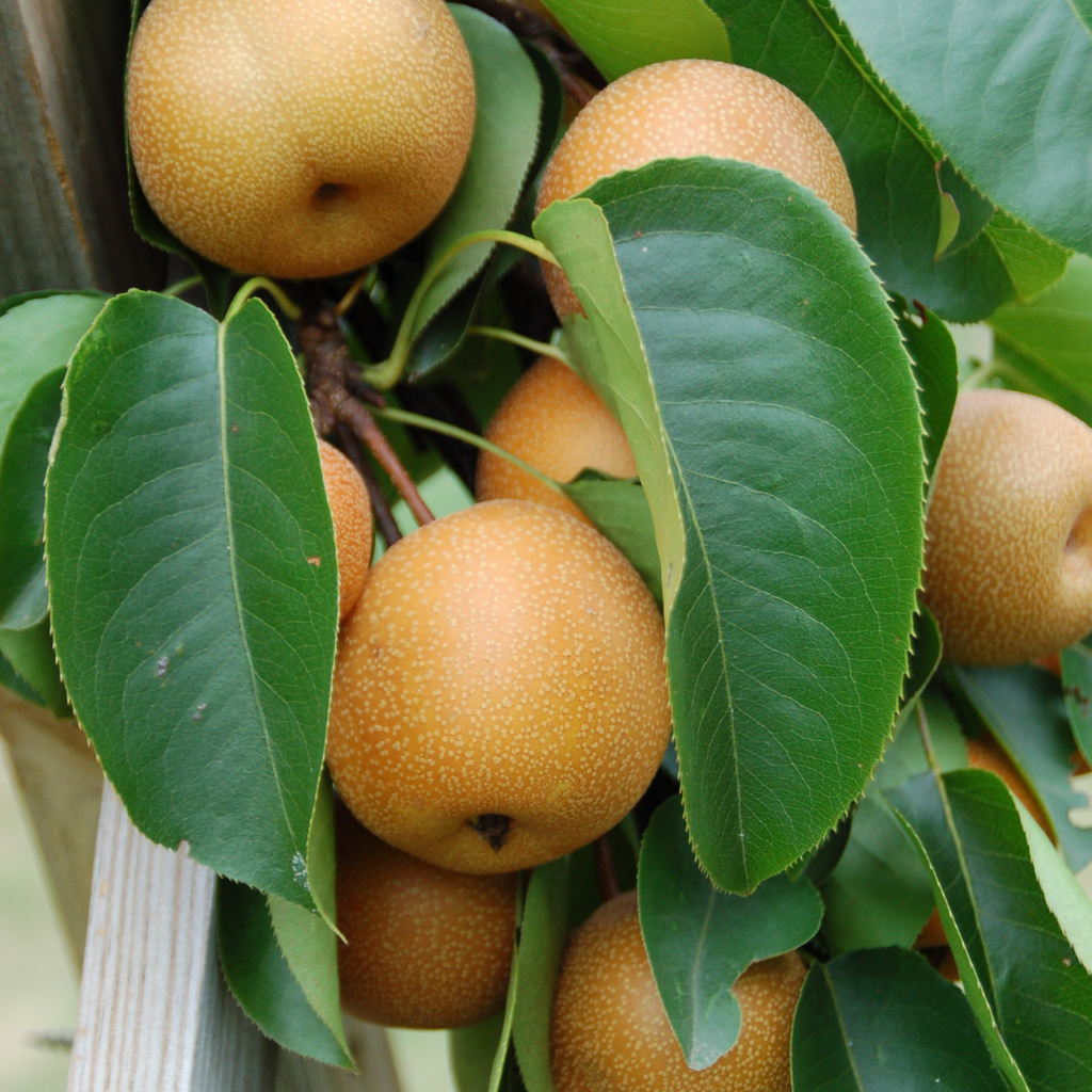 (No Ship to CA, HI, AK) Korean Giant Asian Pear Tree Live Plant in 3 Gallon Pot | 30-36 Inches Tall | Sweet Juicy Fruit for Cooking Juicing & Home Gardening