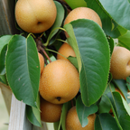 (No Ship to CA, HI, AK) Korean Giant Asian Pear Tree Live Plant in 3 Gallon Pot | 30-36 Inches Tall | Sweet Juicy Fruit for Cooking Juicing & Home Gardening