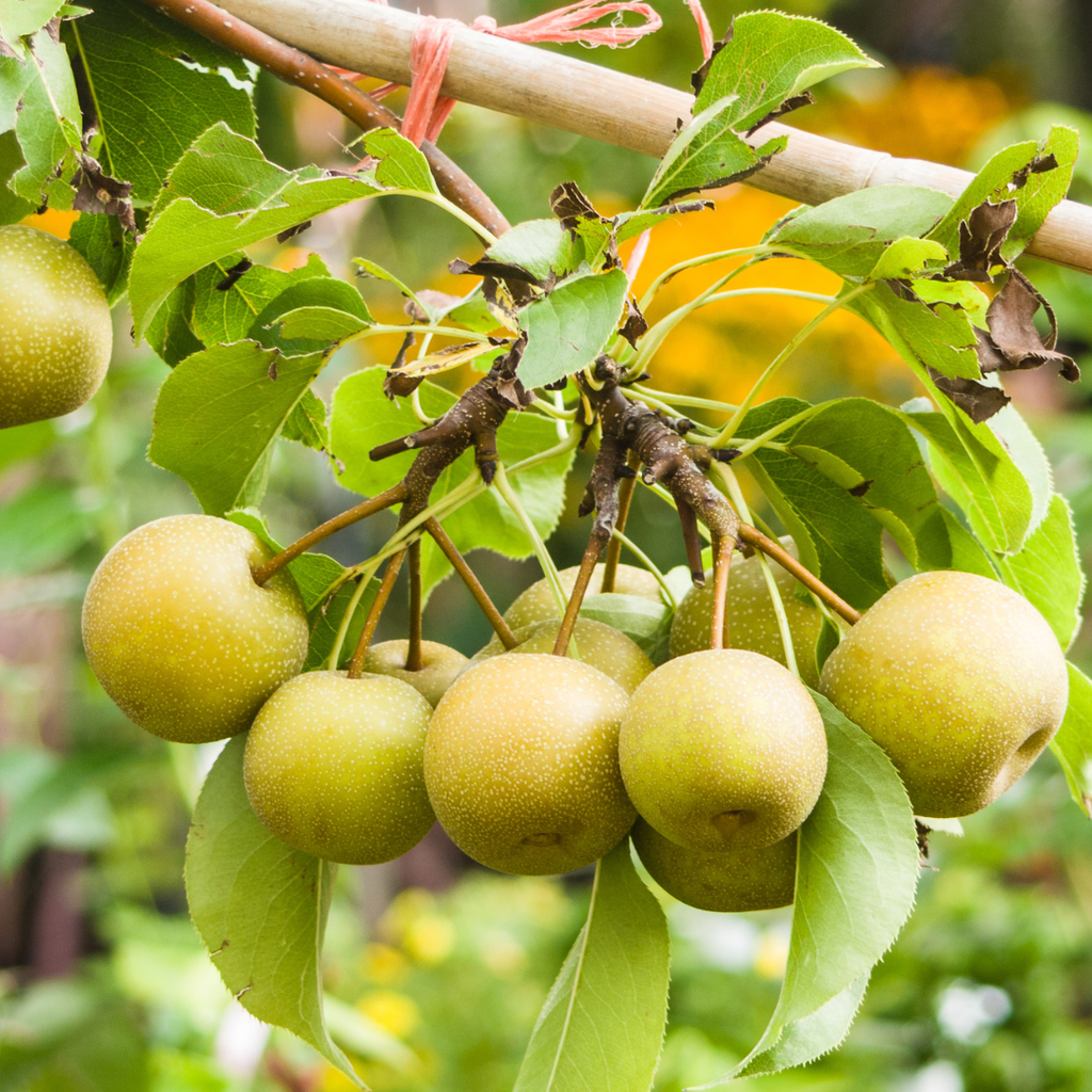 (No Ship to CA, HI, AK) Korean Giant Asian Pear Tree Live Plant in 3 Gallon Pot | 30-36 Inches Tall | Sweet Juicy Fruit for Cooking Juicing & Home Gardening