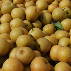 (No Ship to CA, HI, AK) Korean Giant Asian Pear Tree Live Plant in 3 Gallon Pot | 30-36 Inches Tall | Sweet Juicy Fruit for Cooking Juicing & Home Gardening