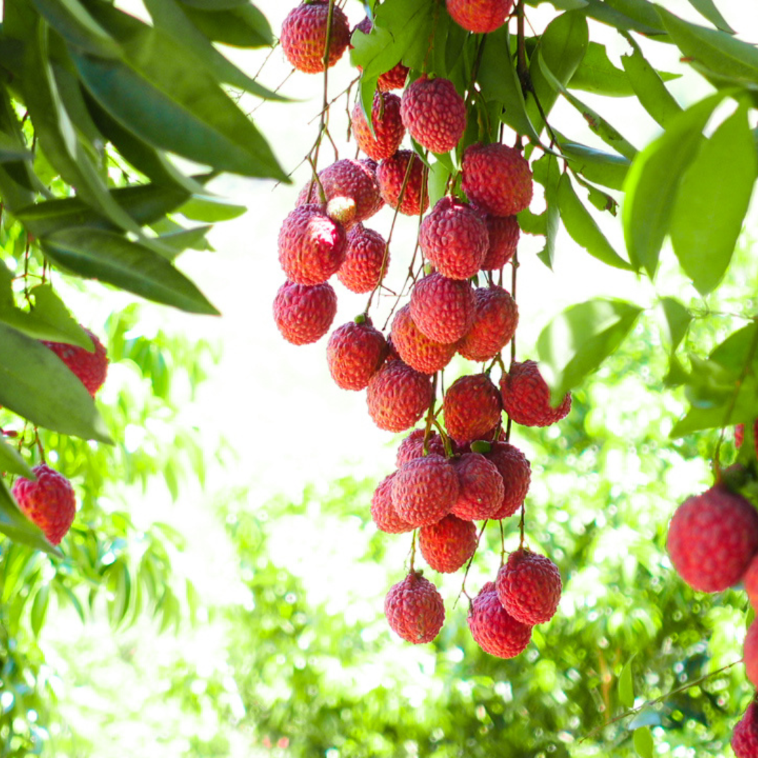 (No Ship to CA,HI,AK) Live Sweetheart Lychee Tree | 3 Gallon Pot | Large 30-36" Tall Tropical Shrub | Heart-Shaped Lychee Fruit Tree | Well-Rooted Plant
