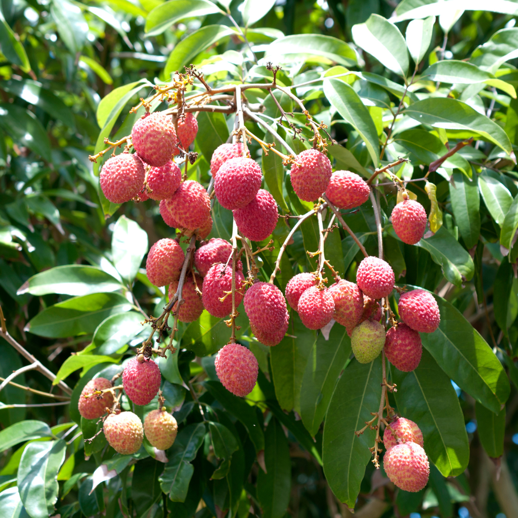 No Ship to CA, HI, AK | Sweetheart Lychee Tree Plant | 3 Gallon Pot | 3 Foot Tall Live Tropical Fruit Plant | Low Maintenance Everbearing Fruit Tree
