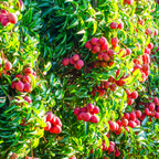 No Ship to CA, HI, AK | Sweetheart Lychee Tree Plant | 3 Gallon Pot | 3 Foot Tall Live Tropical Fruit Plant | Low Maintenance Everbearing Fruit Tree