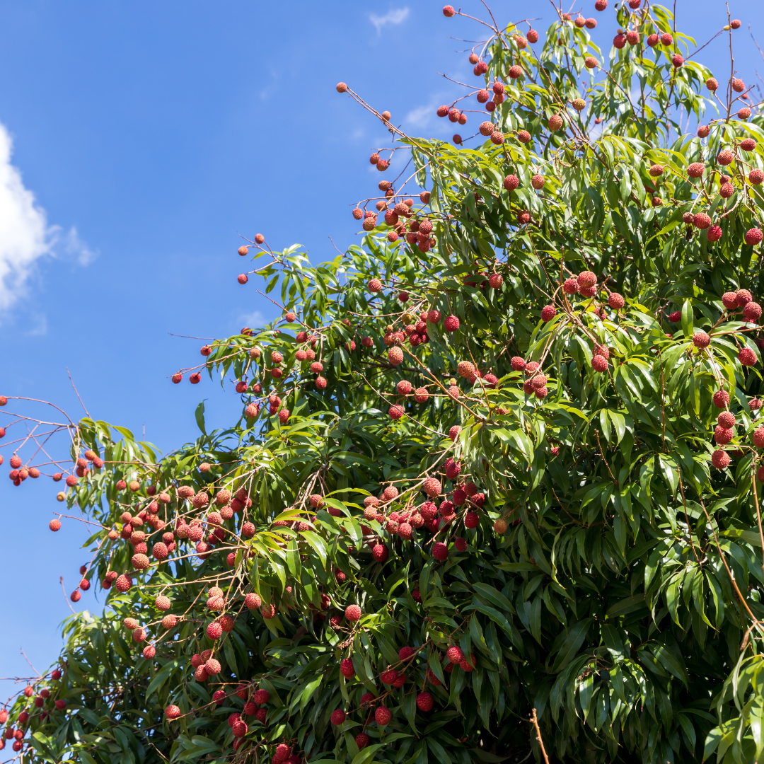 No Ship to CA, HI, AK | Sweetheart Lychee Tree Plant | 3 Gallon Pot | 3 Foot Tall Live Tropical Fruit Plant | Low Maintenance Everbearing Fruit Tree
