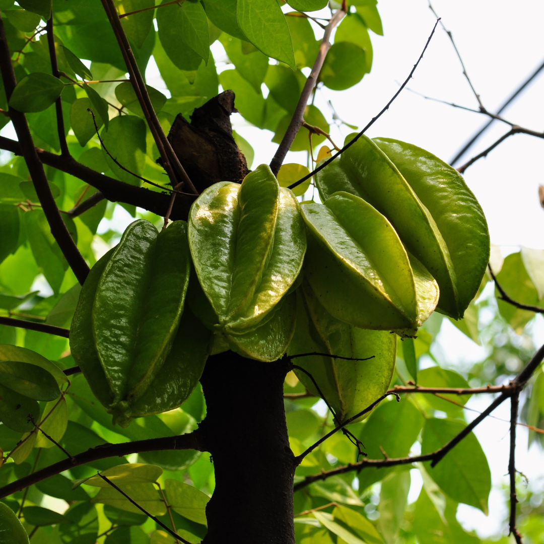 (No Ship to CA,HI,AK) Live Star Fruit Tree - 3 Gallon Pot | 30-36 Inches Tall | Self-Pollinating Fruit Tree | Well-Rooted Plant