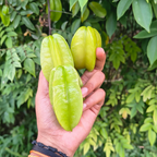 (No Ship to CA,HI,AK) Live Star Fruit Tree - 3 Gallon Pot | 30-36 Inches Tall | Self-Pollinating Fruit Tree | Well-Rooted Plant