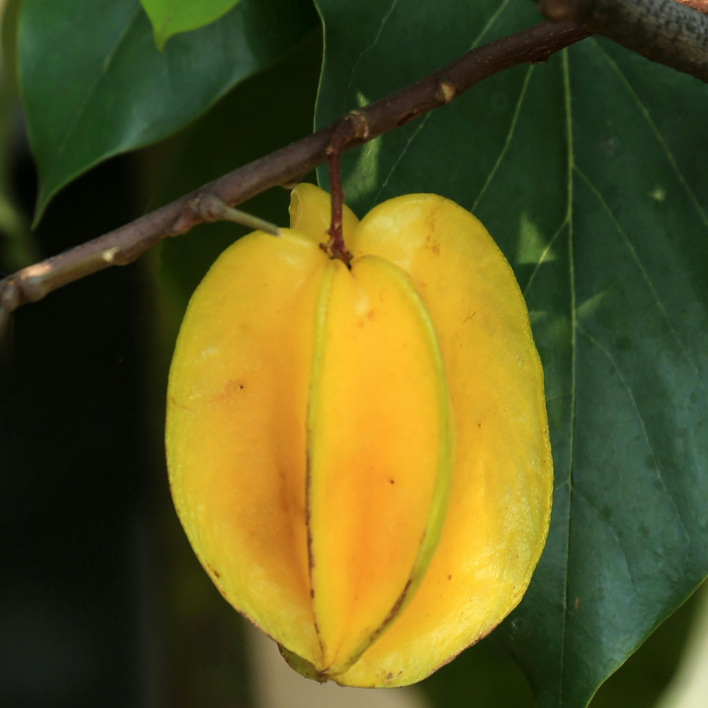 (No Ship to CA,HI,AK) Live Star Fruit Tree - 3 Gallon Pot | 30-36 Inches Tall | Self-Pollinating Fruit Tree | Well-Rooted Plant