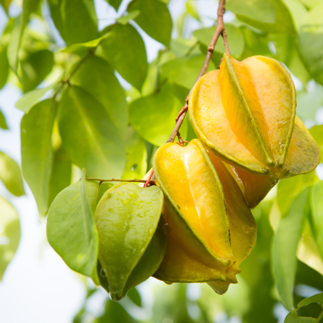 (No Ship to CA,HI,AK) Live Star Fruit Tree - 3 Gallon Pot | 30-36 Inches Tall | Self-Pollinating Fruit Tree | Well-Rooted Plant