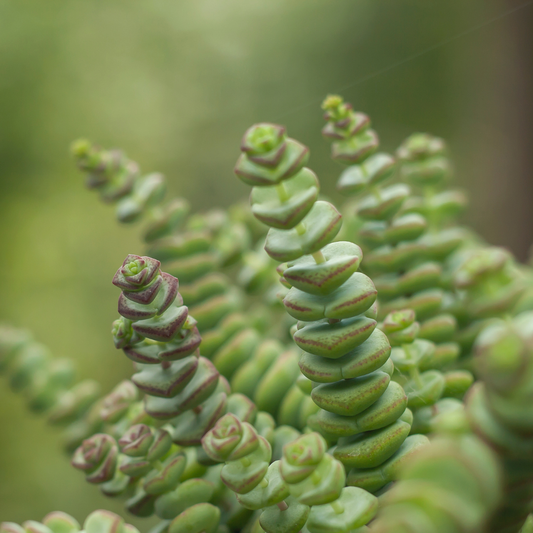 live succulent necklace Baby's Necklace Crassula Live Plant in 4" Inch Pot