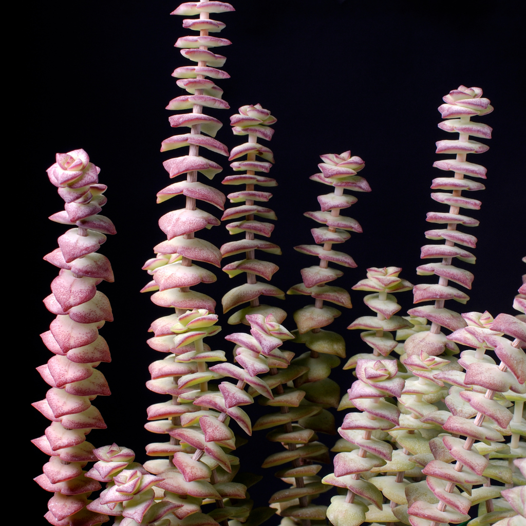 Live Crassula Baby Necklace Trailing Succulent in 2” Inch Pot | Fully Rooted Trailing Plant | Ideal for DIY Projects, Gifts & Home Décor