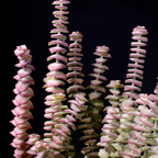 Live Crassula Baby Necklace Trailing Succulent in 2” Inch Pot | Fully Rooted Trailing Plant | Ideal for DIY Projects, Gifts & Home Décor
