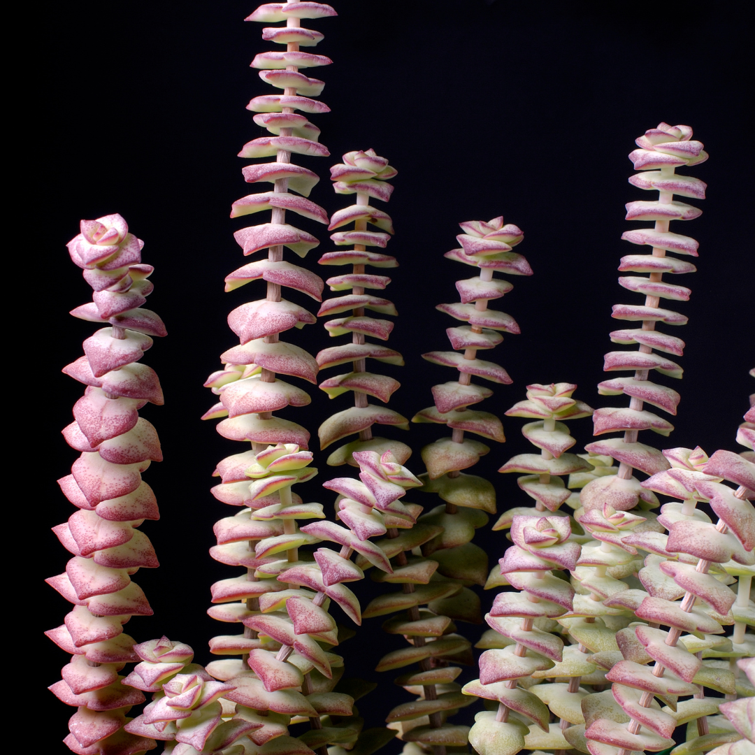 Live Crassula Baby Necklace Trailing Succulent in 2” Inch Pot | Fully Rooted Trailing Plant | Ideal for DIY Projects, Gifts & Home Décor