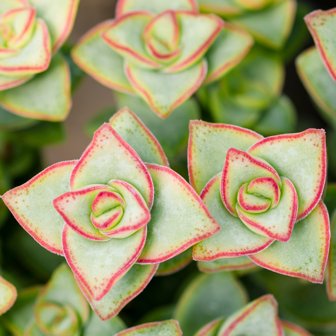 Crassula rupestris 'Baby’s Necklace' Live Plant | Compact Trailing Succulent in 2" Inch Pot | Rare Houseplant for Shelf & Desk Décor