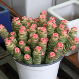 Baby’s Necklace Crassula Live Plant in 4" Inch Pot | Ruby-Tinged Trailing Succulent | Easy Grow Houseplant for Collections & Small Spaces