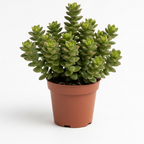 Live Crassula Baby Necklace Trailing Succulent in 2” Inch Pot | Fully Rooted Trailing Plant | Ideal for DIY Projects, Gifts & Home Décor