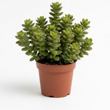 String of Buttons Succulent Live for Planting | Rooted Crassula Perforata in 2 Inch Pot | Rare House Plant for Home & Office Decor