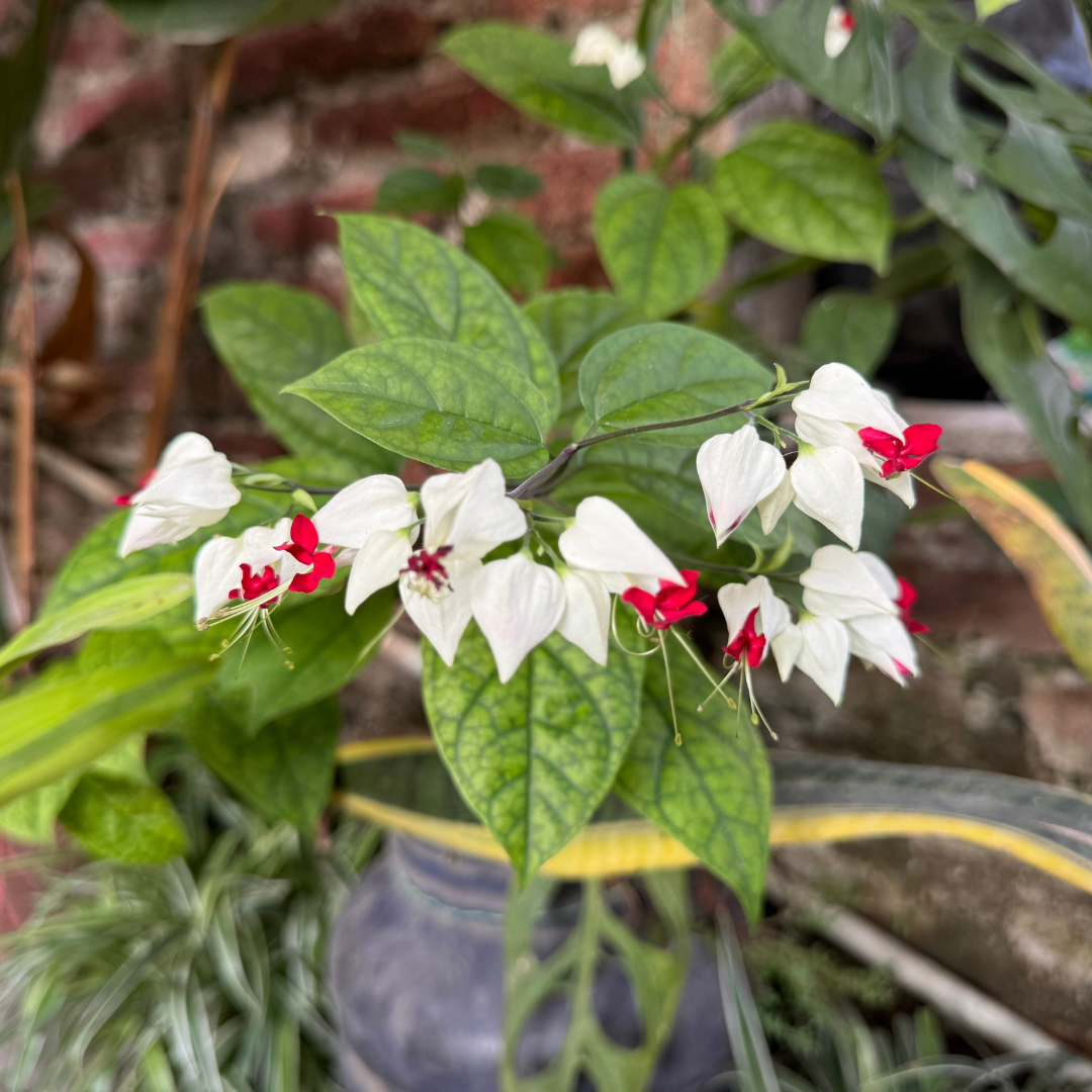 Bleeding Heart Plant Live | 3 to 4 Inch Tall | Clerodendrum Houseplant with White Blossoms, Ready for Plant Outdoor Garden or Patios, Pot Not Included