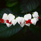 Bleeding Heart Plant Live | 3 to 4 Inch Tall | Clerodendrum Houseplant with White Blossoms, Ready for Plant Outdoor Garden or Patios, Pot Not Included