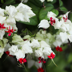 Bleeding Heart Plant Live | 3 to 4 Inch Tall | Clerodendrum Houseplant with White Blossoms, Ready for Plant Outdoor Garden or Patios, Pot Not Included