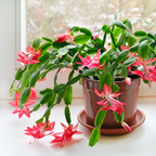 Purple Christmas Cactus Plant Live | 3 to 4 Inch Tall Indoor Decorative Plant for Home & Office | Live Christmas Cactus Plants Houseplants | Christmas Hanging Baskets for Outdoors