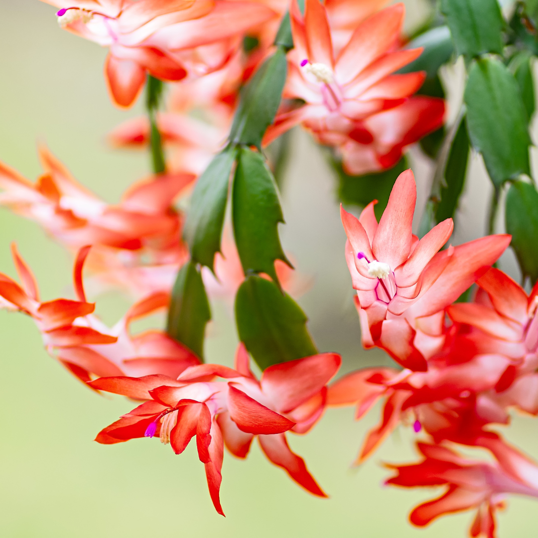 Purple Christmas Cactus Plant Live | 3 to 4 Inch Tall Indoor Decorative Plant for Home & Office | Live Christmas Cactus Plants Houseplants | Christmas Hanging Baskets for Outdoors